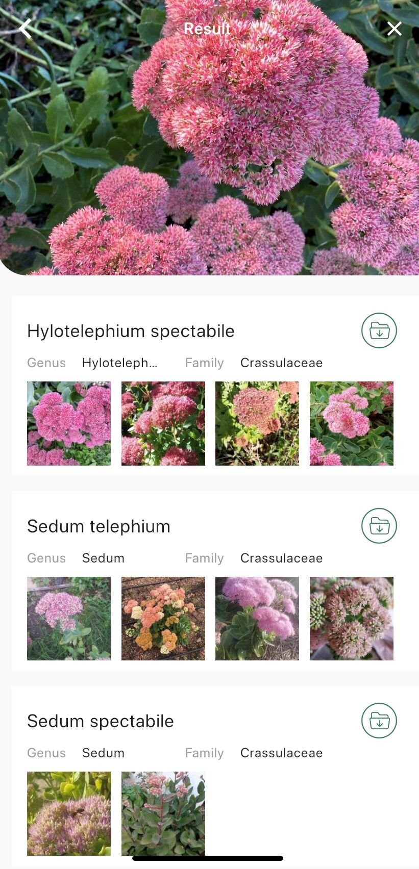 LeafSnap